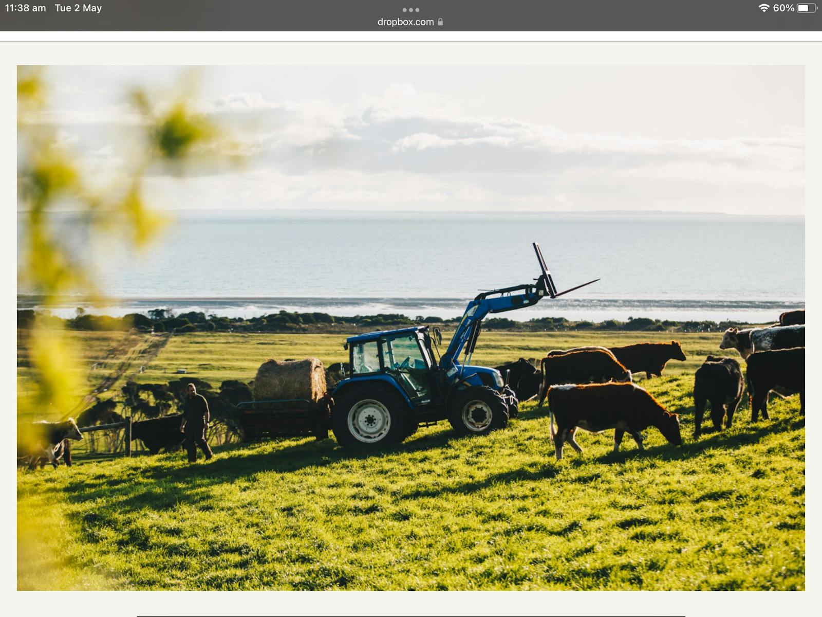 Green rolling hill with a mob of beef cattle being fed hay by farmer Craig from his tractor