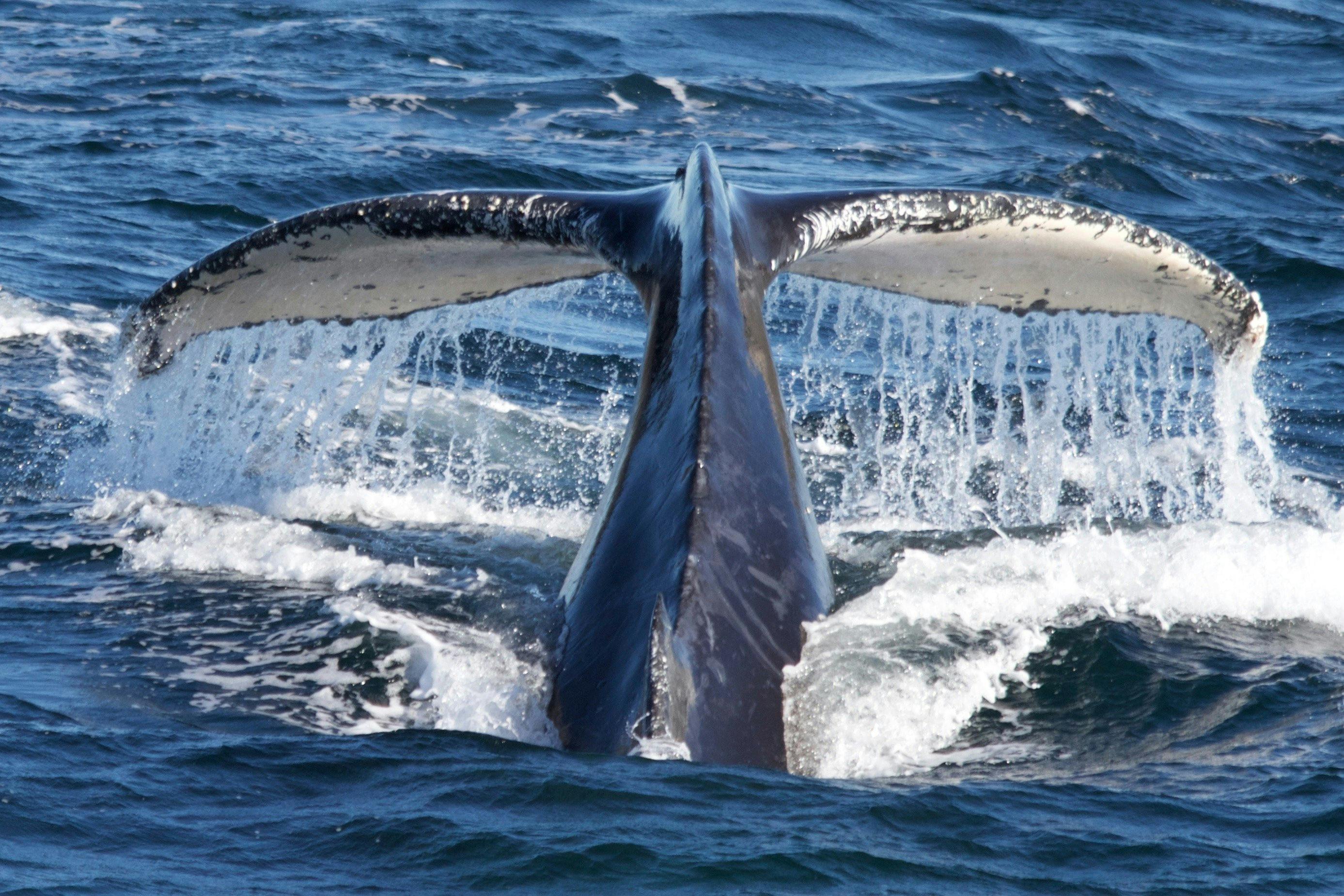 Walschwanz, Walbeobachtung, Sydney 2016