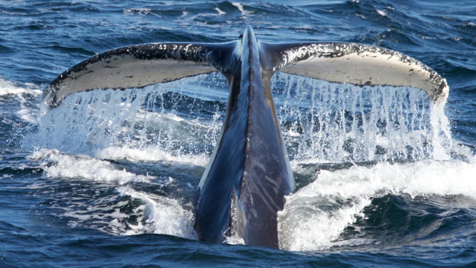 Whale Tail, Go Whale Watching, Sydney 2016