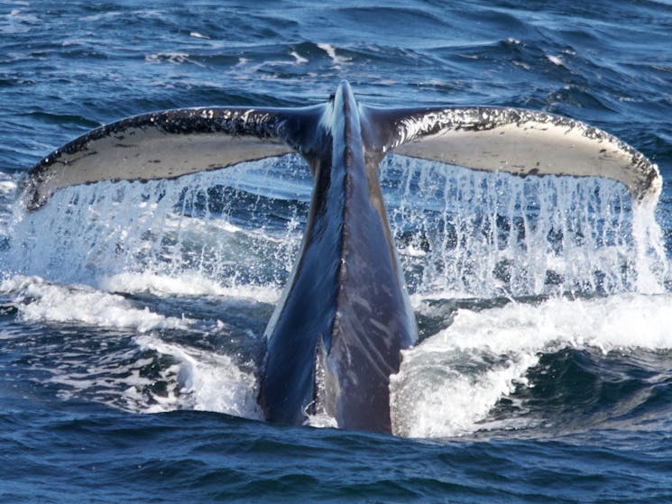 Whale Tail, Go Whale Watching, Sydney 2016