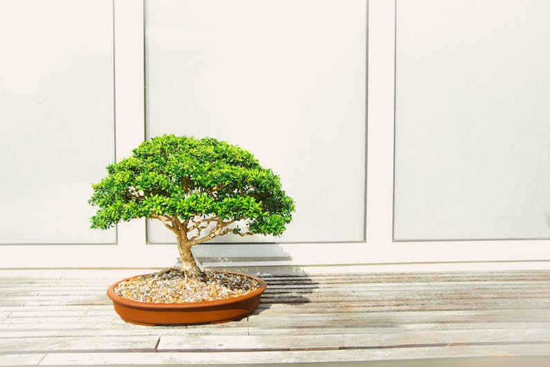 Image of the event 'Goulburn Bonsai Society Inc. Annual Exhibition'