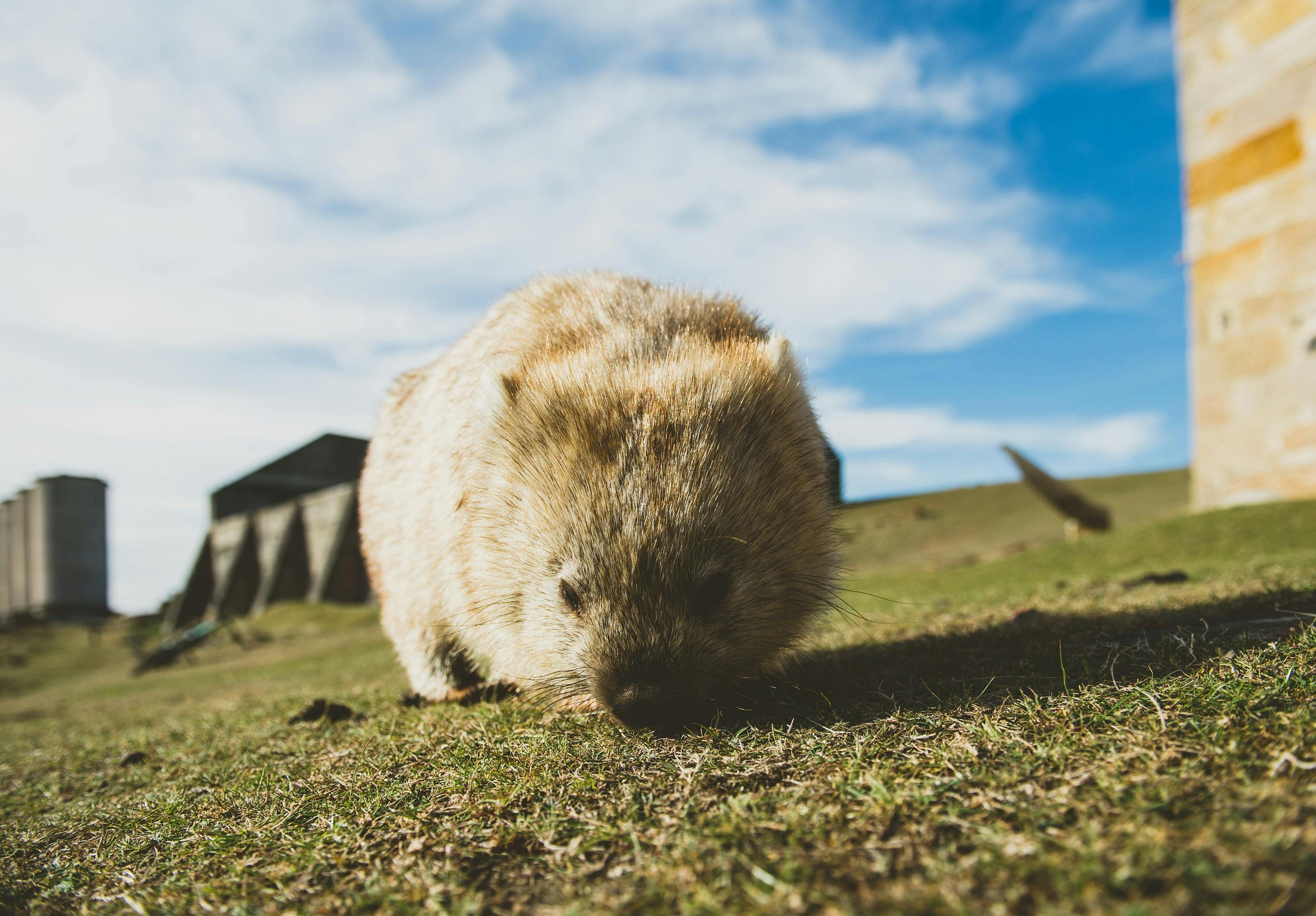 Wombat Maria Island National Park
