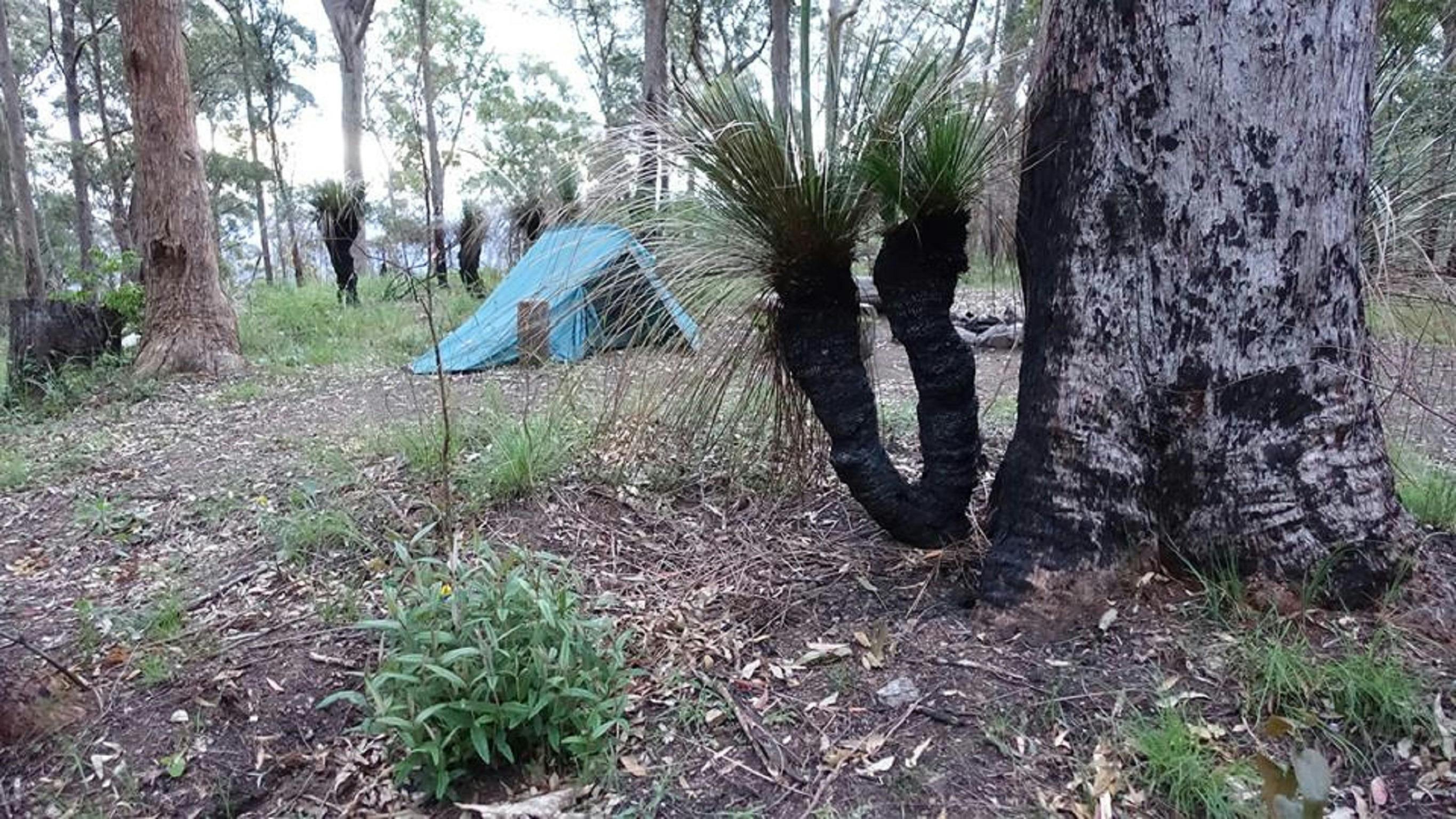 A tent in the background of an image of a grass tree in Northbrook Mountain Bush Camp