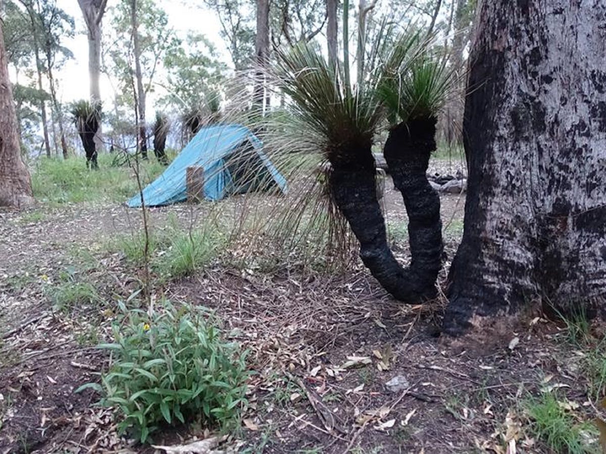 A tent in the background of an image of a grass tree in Northbrook Mountain Bush Camp