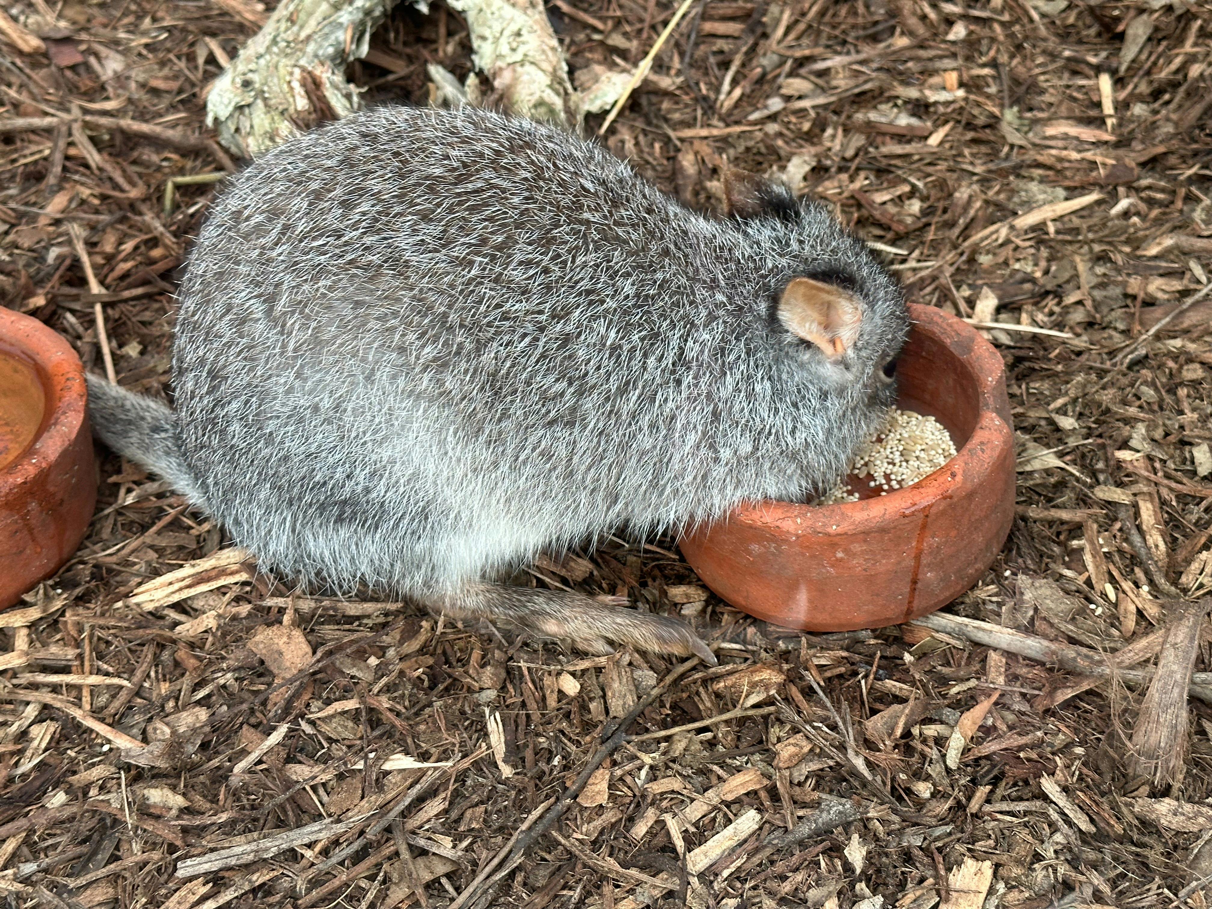 An Aussie wild animal