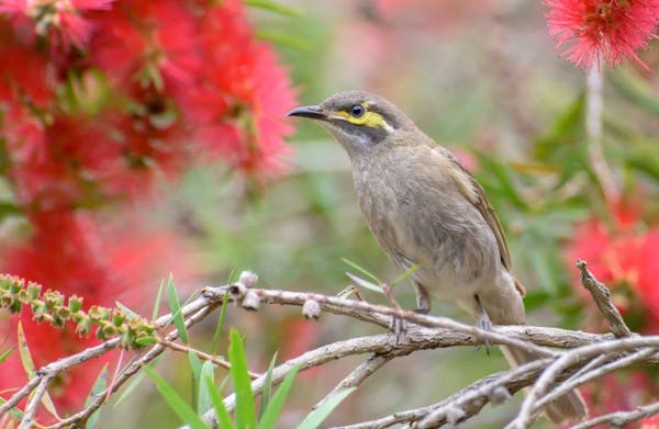 Nanango Fauna Reserve