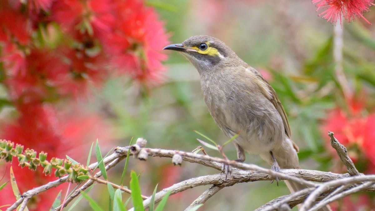 Yellow Faced Honey Eater