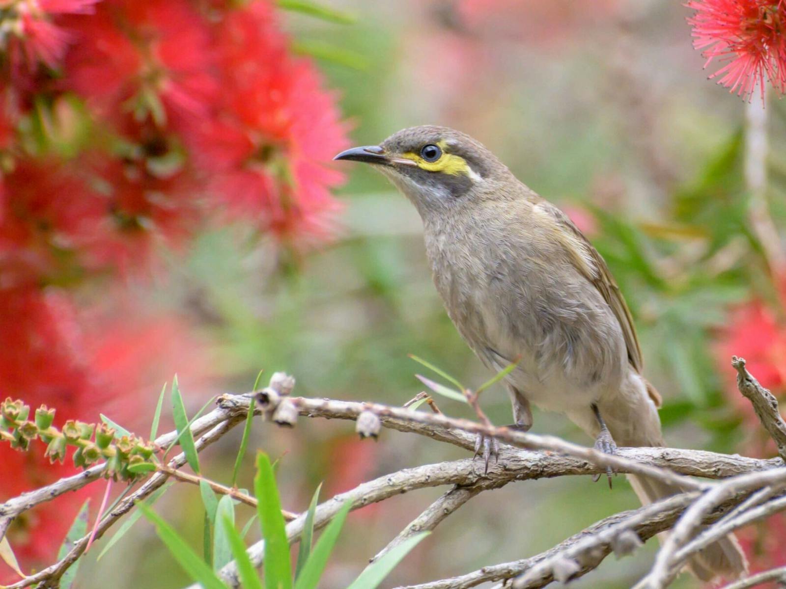 Yellow Faced Honey Eater Yellow Faced Honey Eater