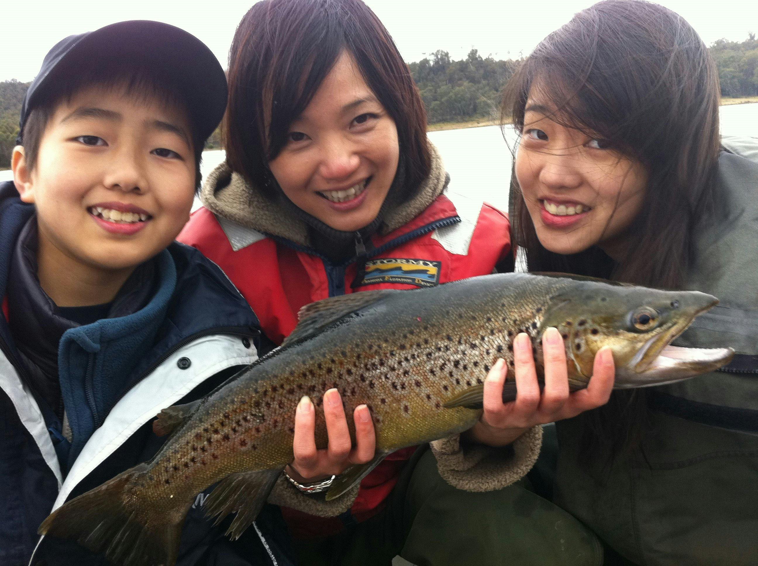 Brown trout feeding on mayfly, Four springs lake.