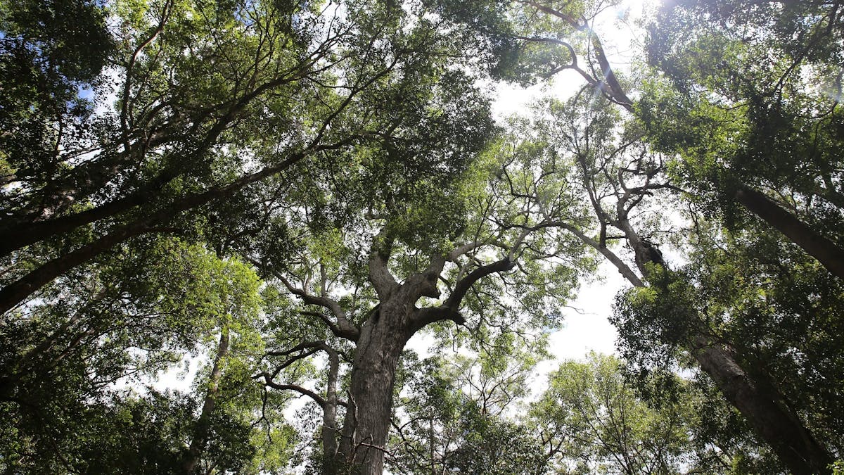 photo looking up through rainforest canopy