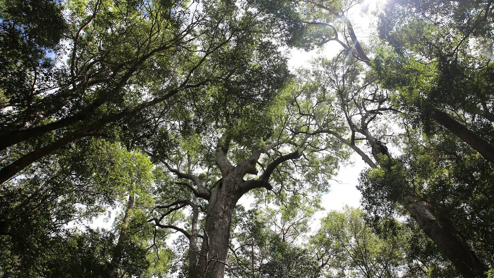 photo looking up through rainforest canopy photo looking up through rainforest canopy