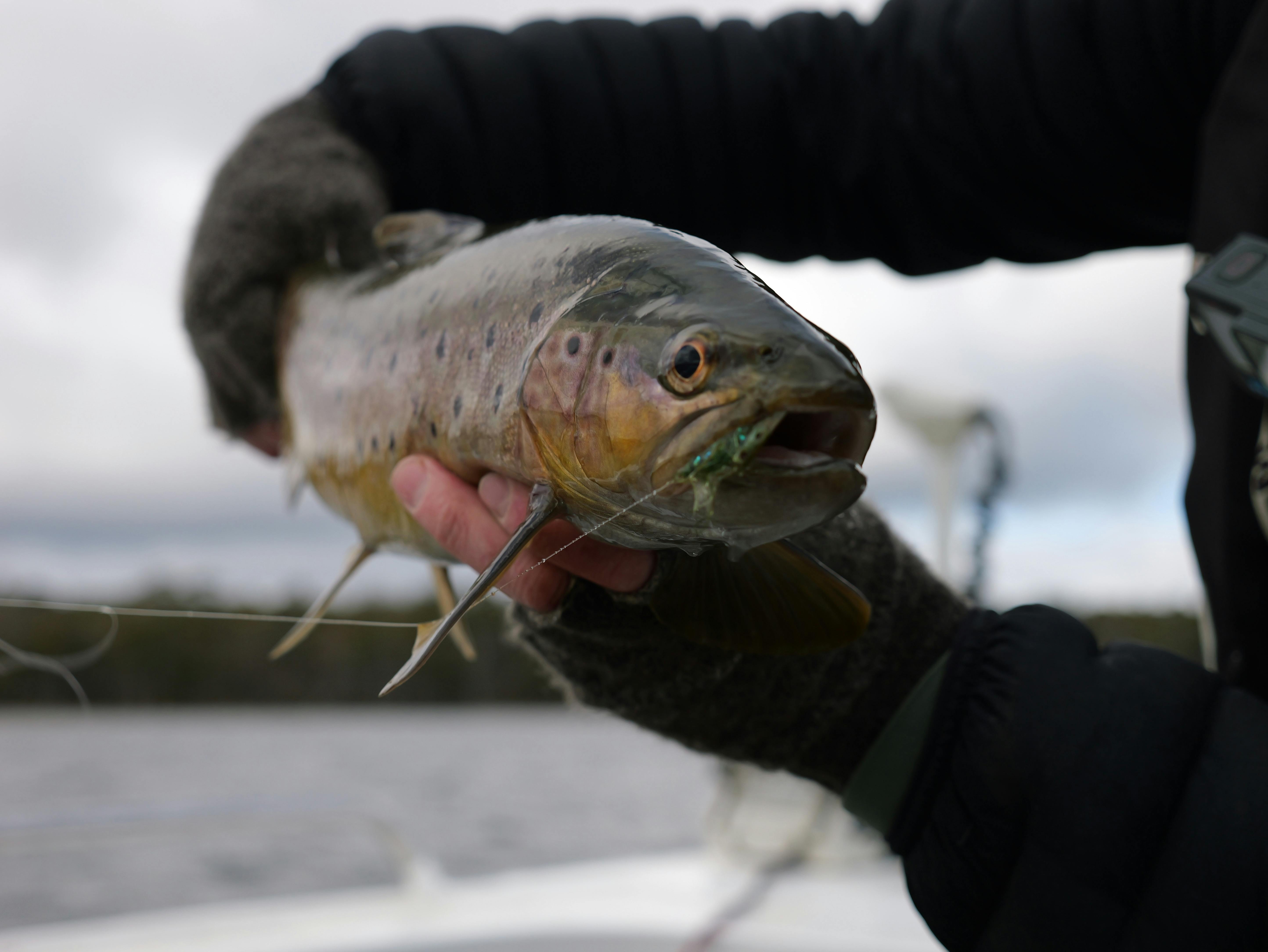 Holding large brown trout with fly in mouth