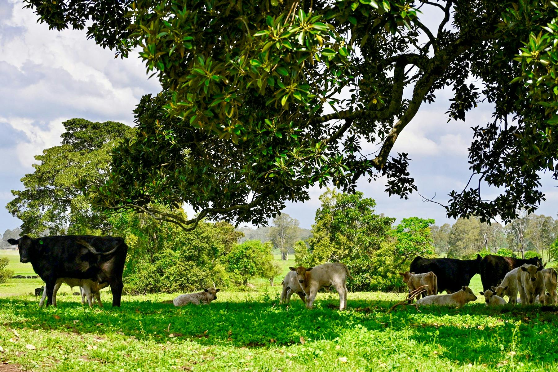 올드 두니날드 방목 소