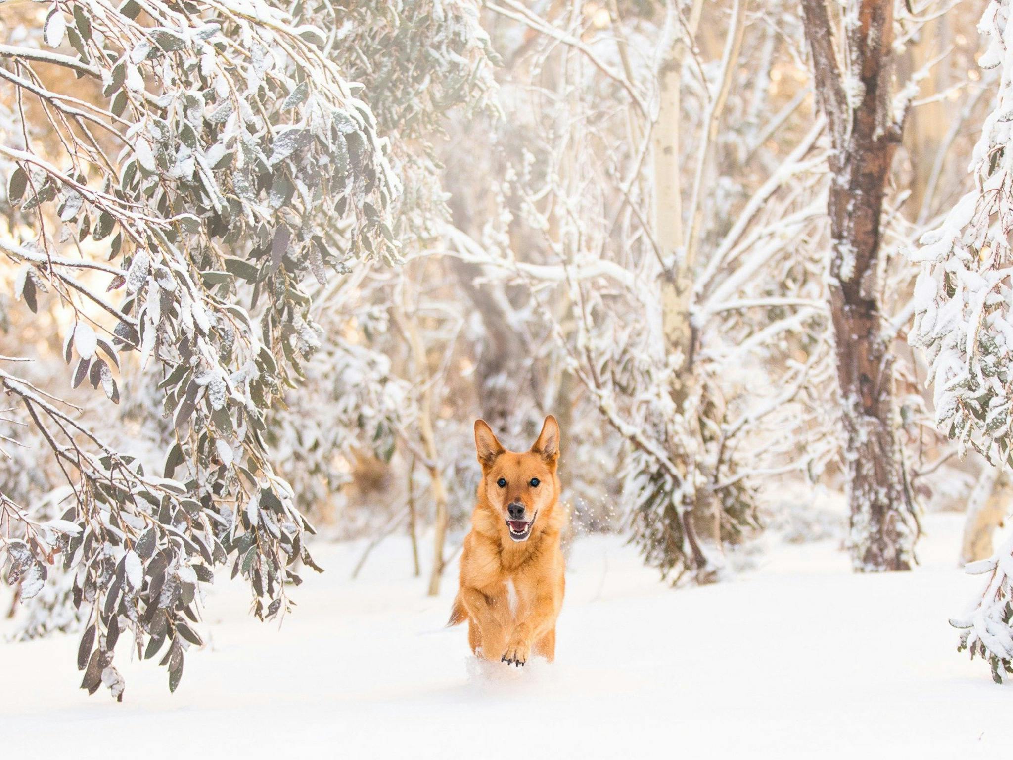 Snow Dogs Photography and Retreats