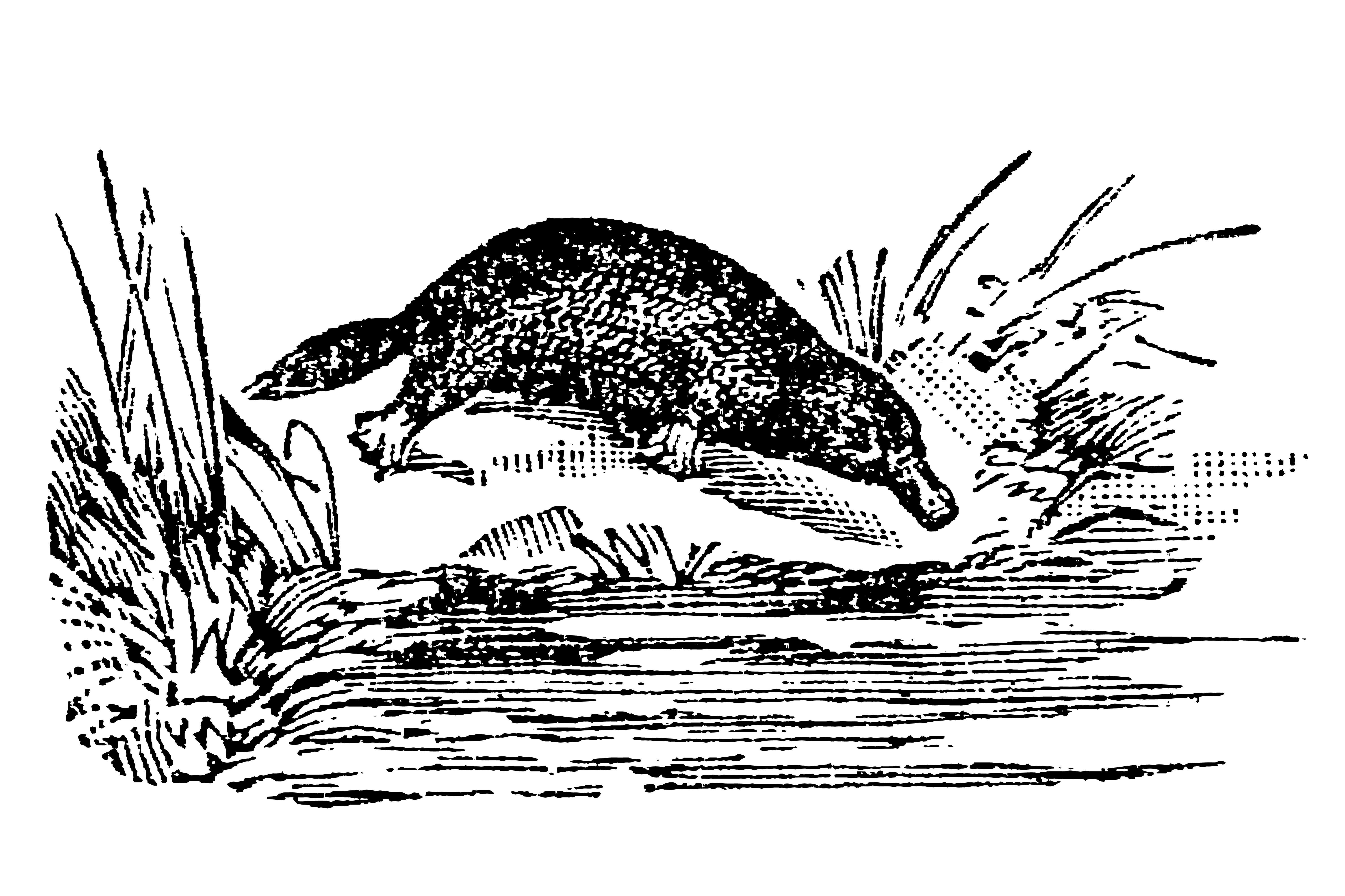 black and white platypus entering the water
