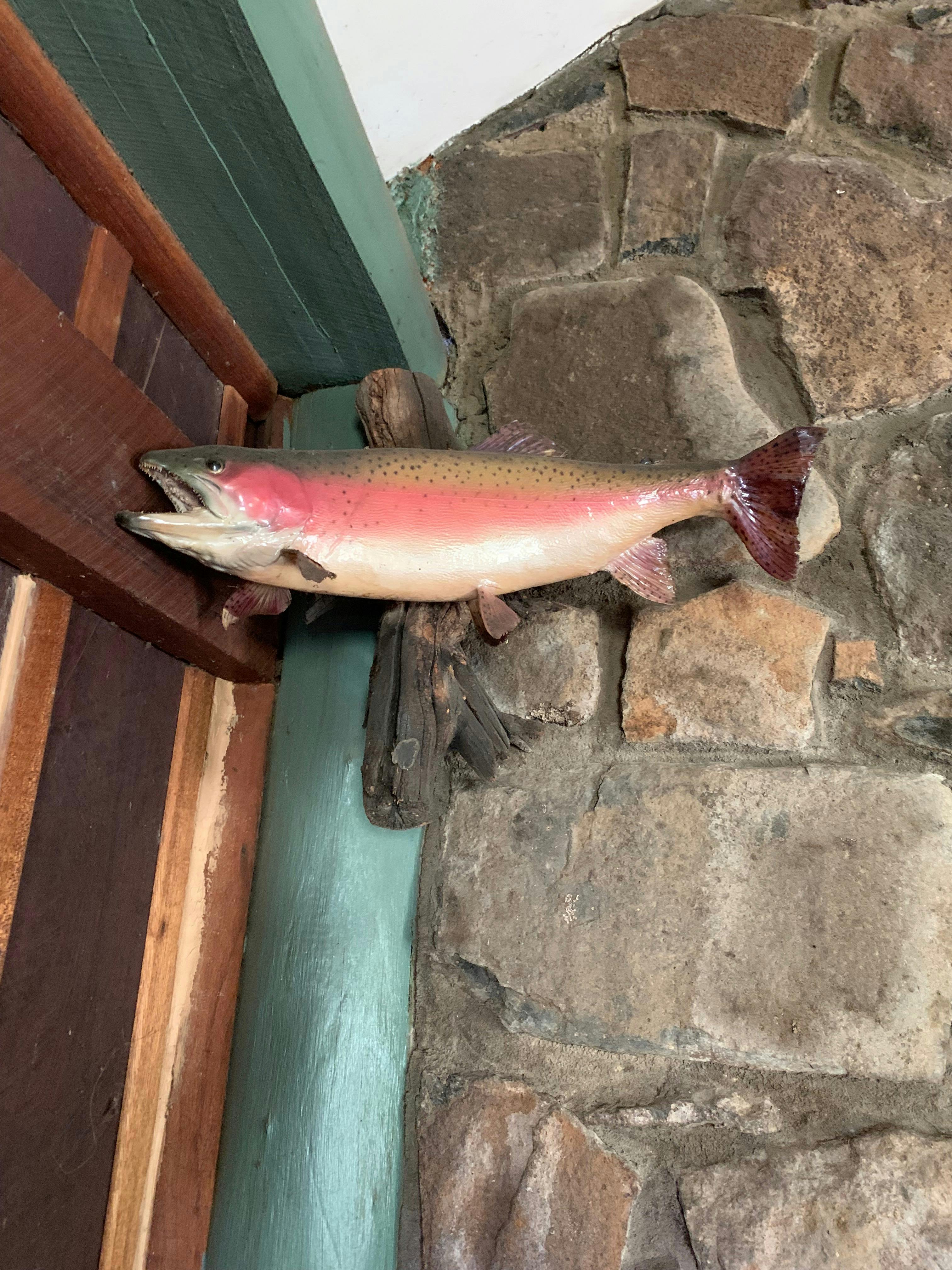 Rainbow Trout