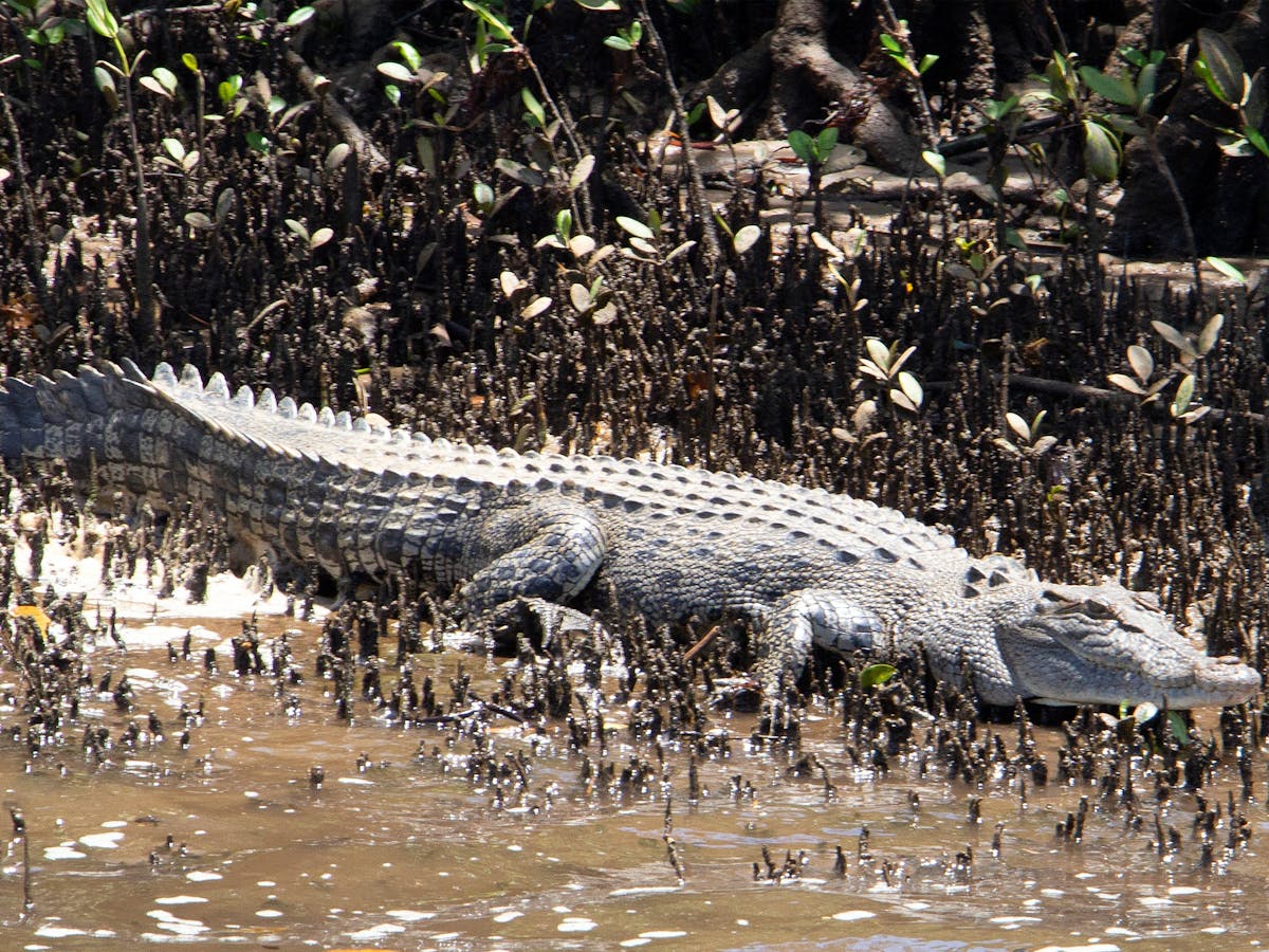 wooroonooran safaris johnson river cruise