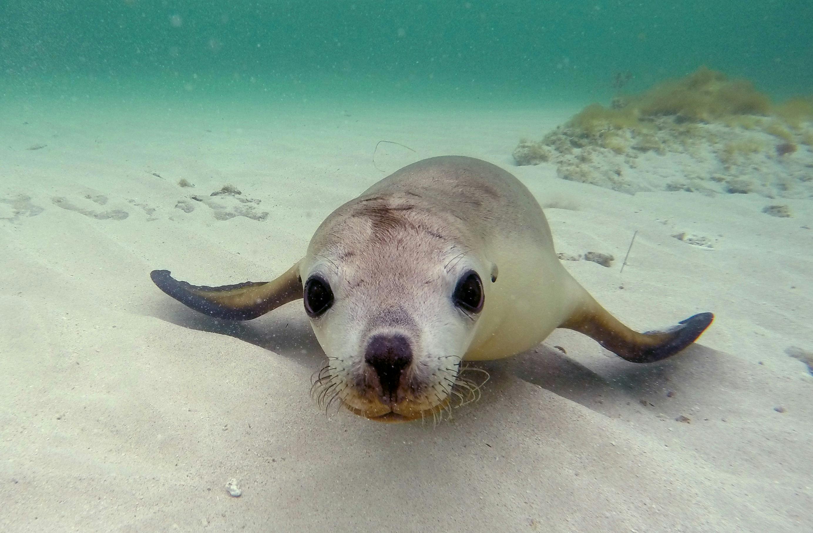 Jurien Bay Oceanic Experience, Jurien Bay, Western Australia
