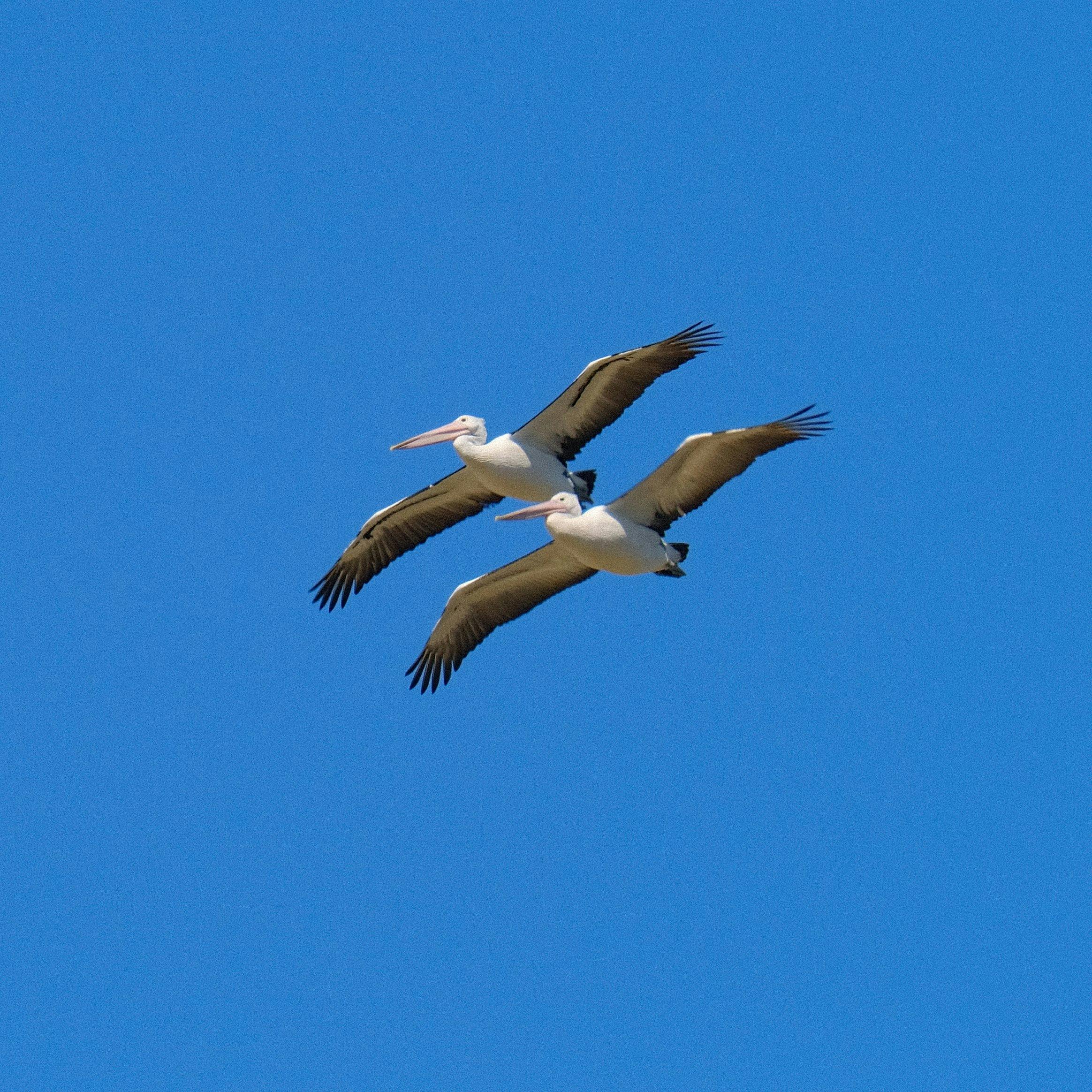 Seabirds on the Yuraygir Coastal Walk