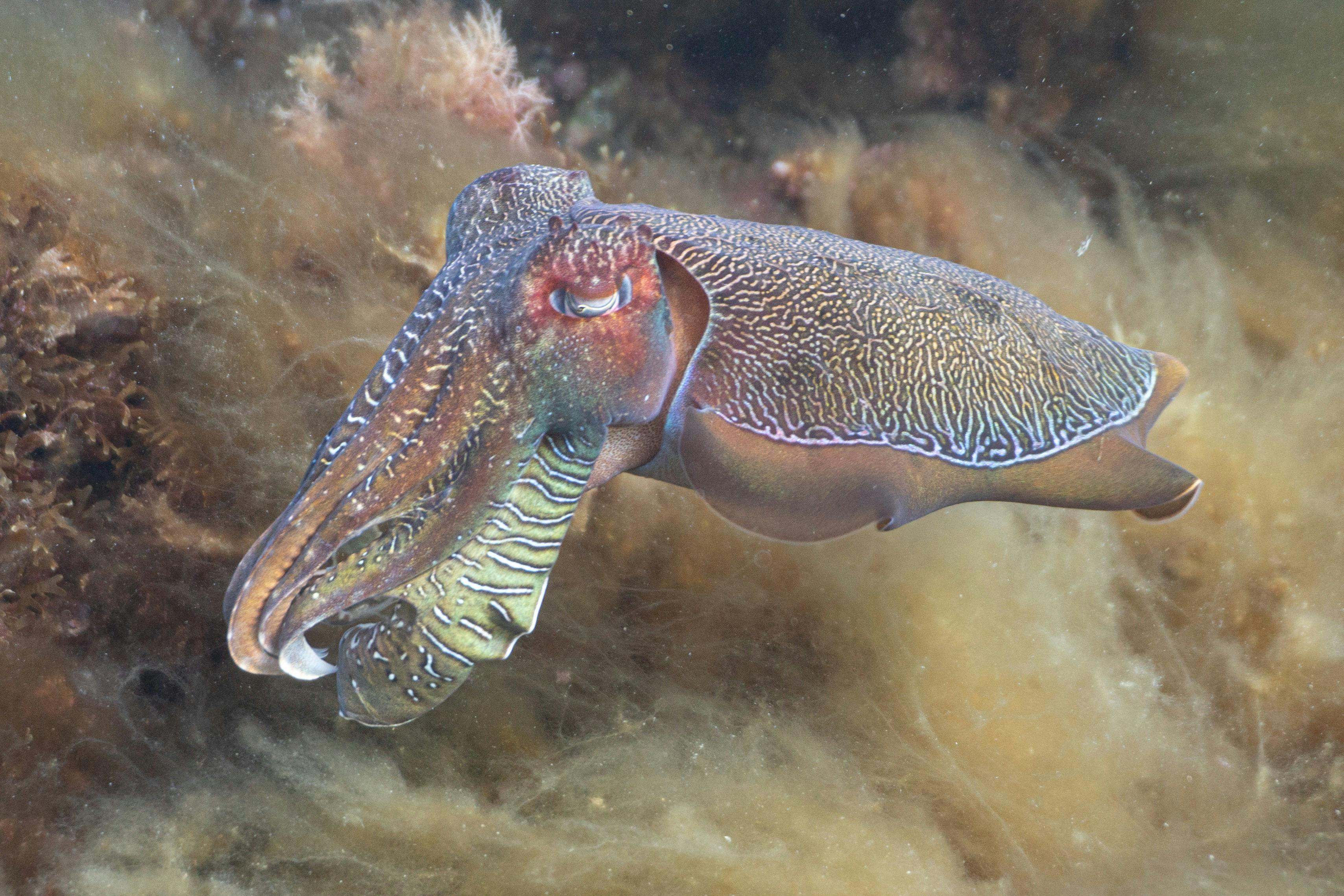 Dive with the Giant Australian Cuttlefish!