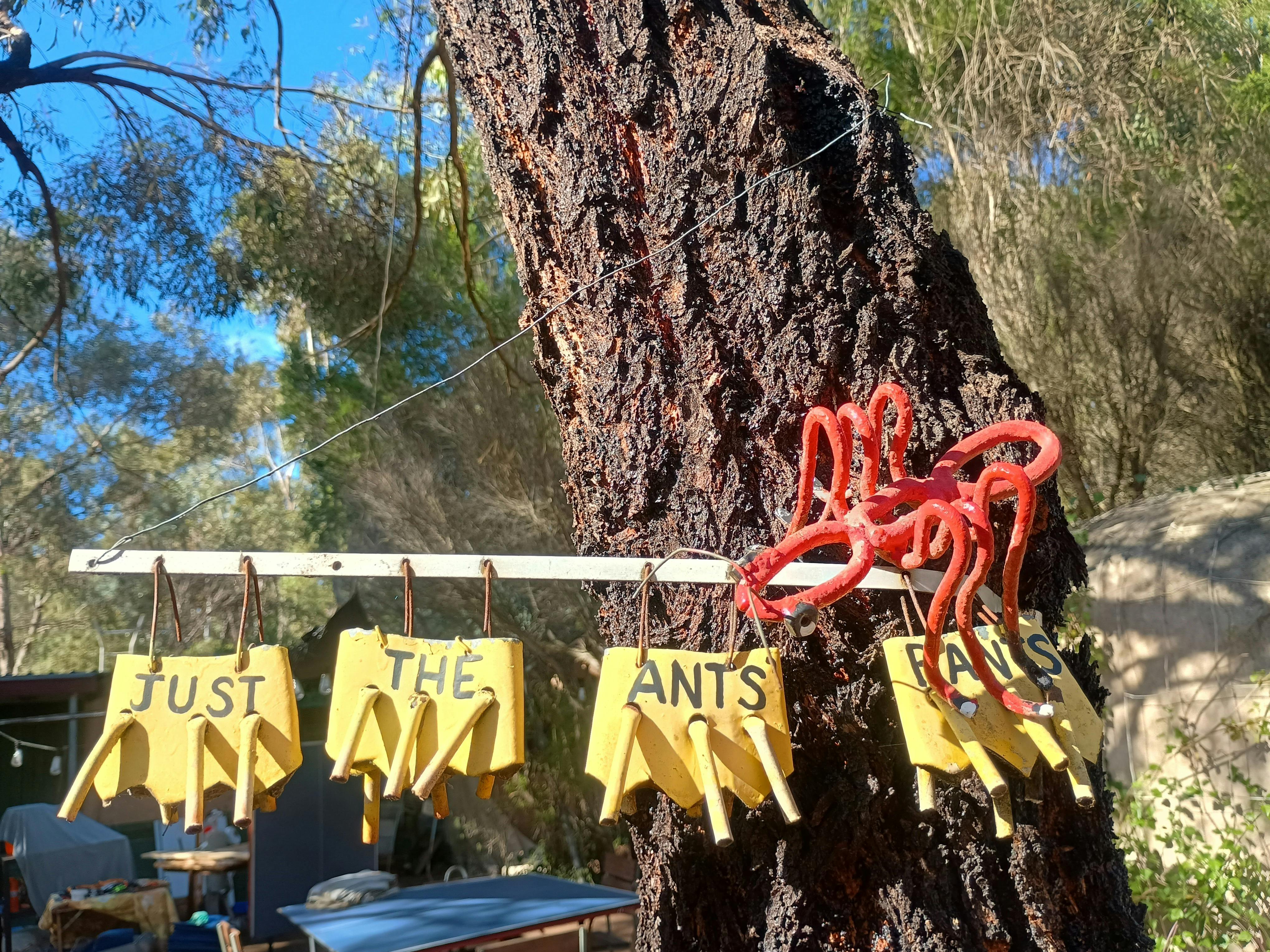 Just the ants' pants hanging on the line.