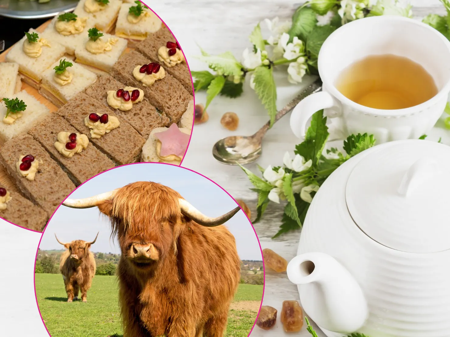 Beautiful high tea while watching the Highland Cows play on a beautiful farm in nature.