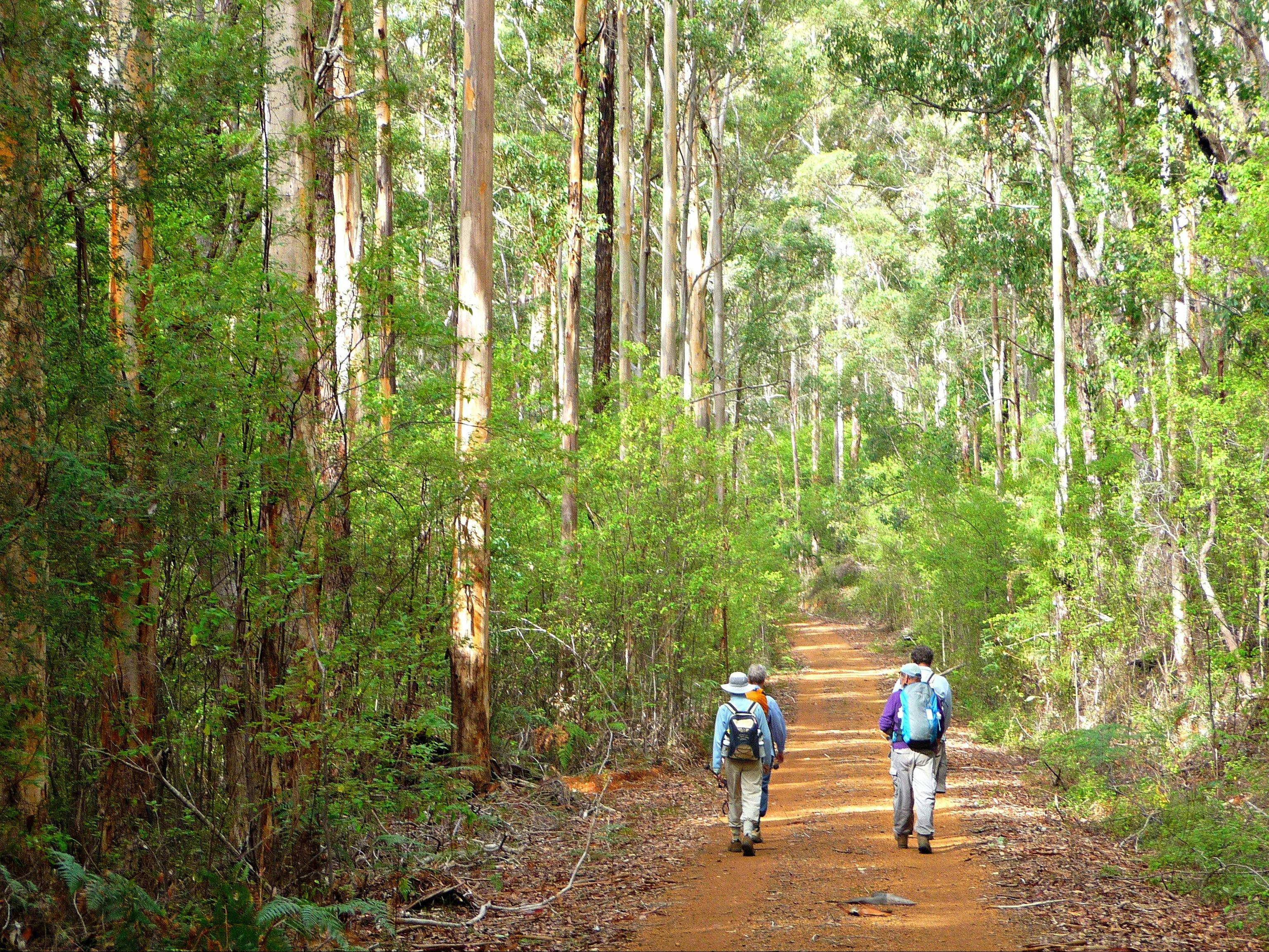 Walkers on the Bibbulmun Track