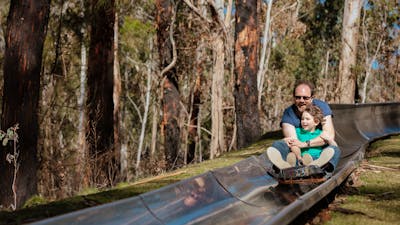 A father and son riding a cart down a metal toboggan track surrounded by a mountain ash forest.