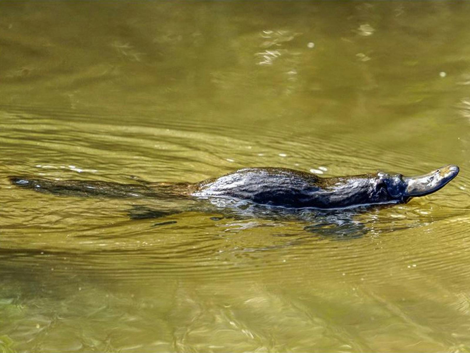 Wild platypus.