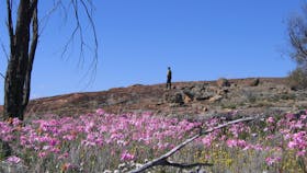 Talgomine Reserve, Nungarin, Western Australia