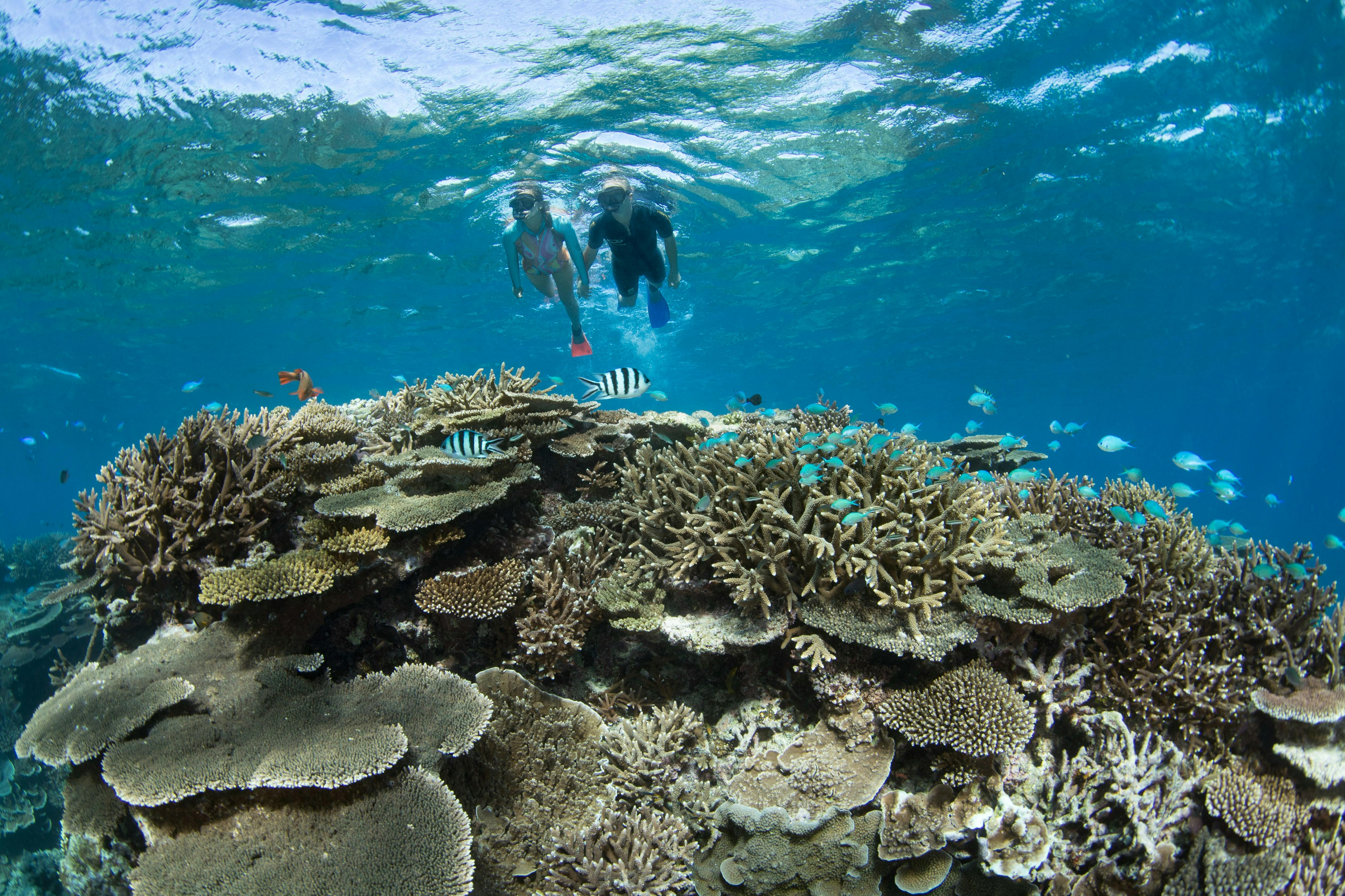 Snorkeling the Coral Gardens