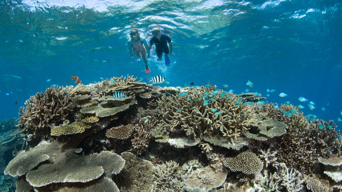 Snorkeling the Coral Gardens
