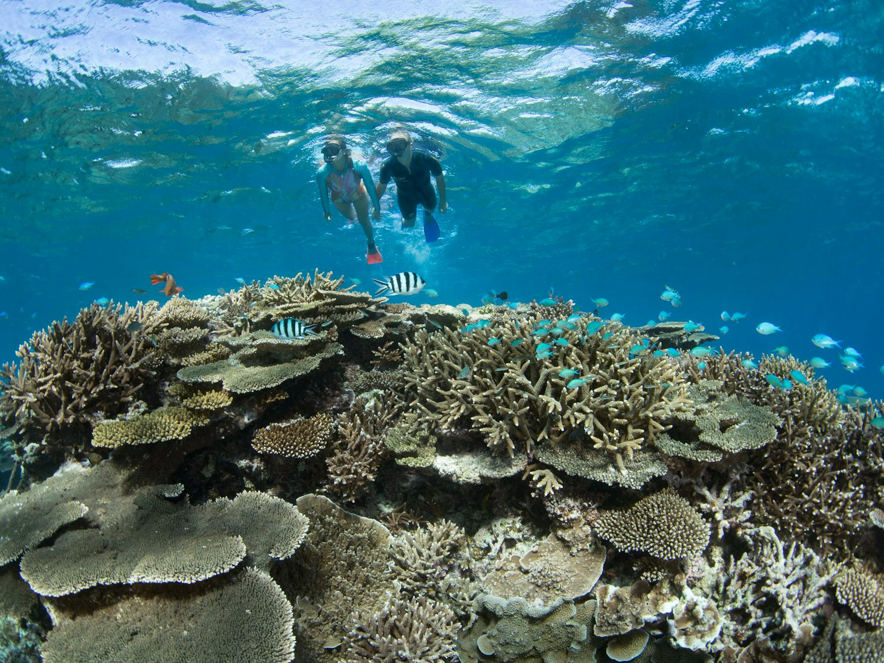 Snorkeling the Coral Gardens