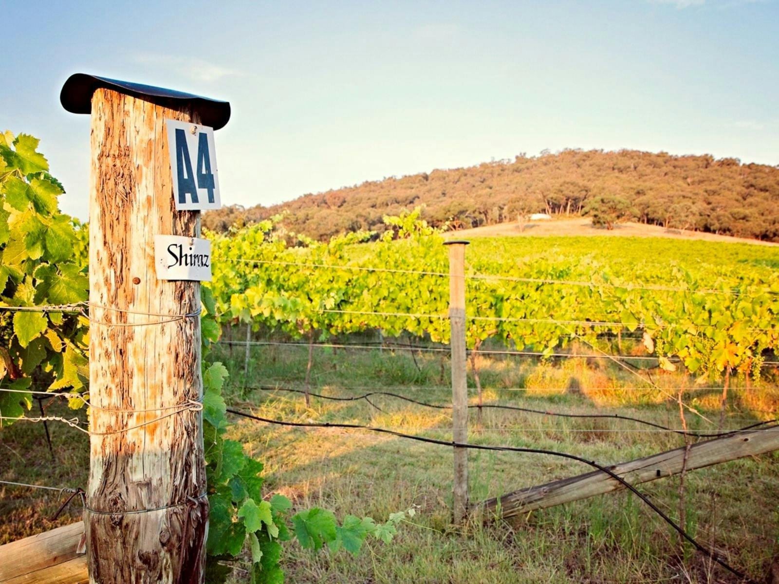 Shiraz post at Winburndale Wines