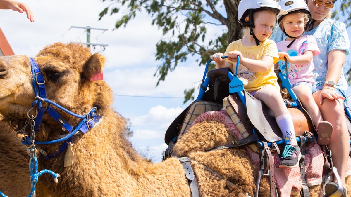 Summer Land Camels, Harrisville