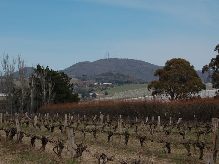 Thornbrook Orchard  - set on the foothills of Mt Canobolas