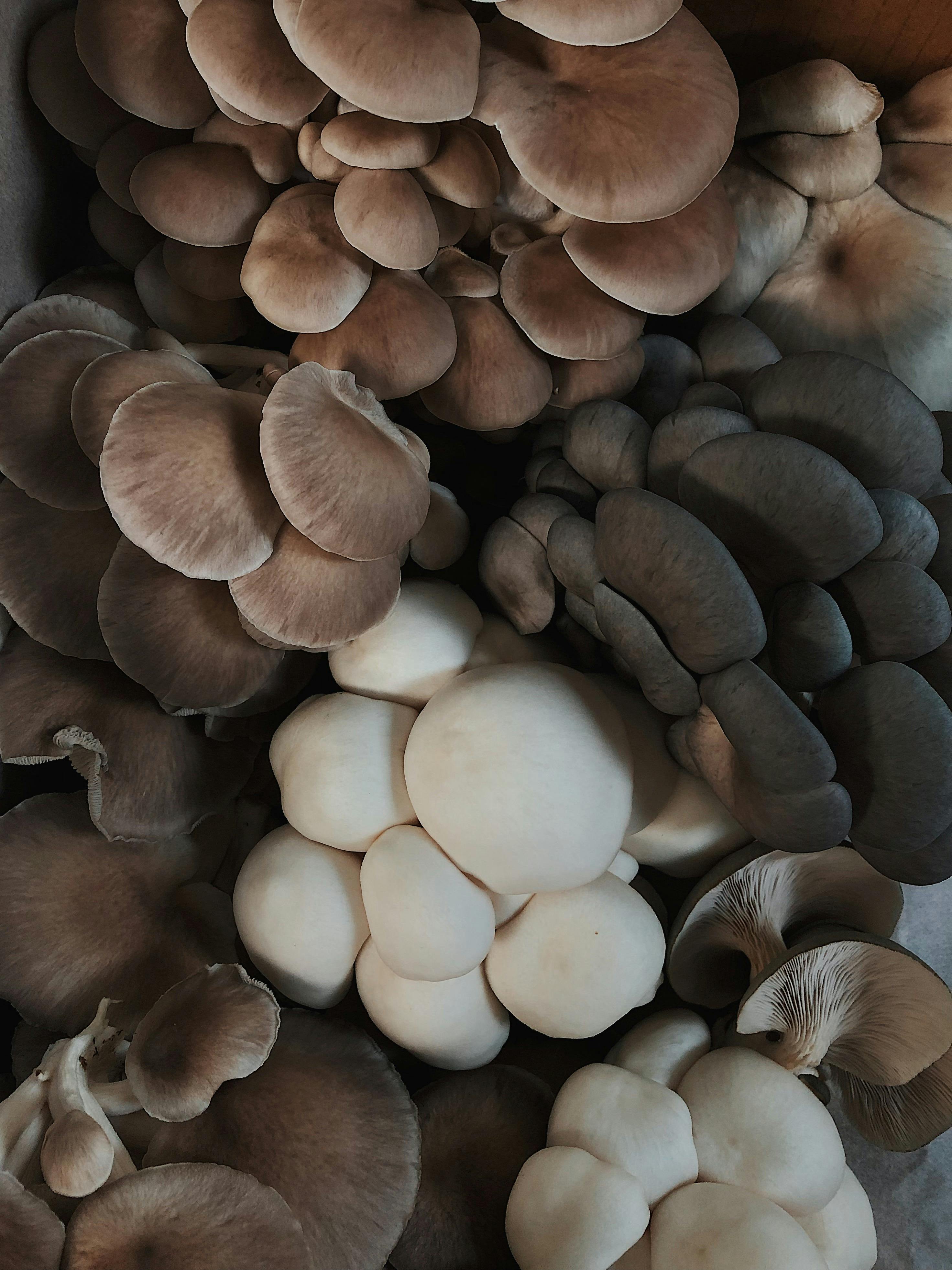 Mushroom Forestry