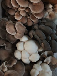 Mushroom Forestry