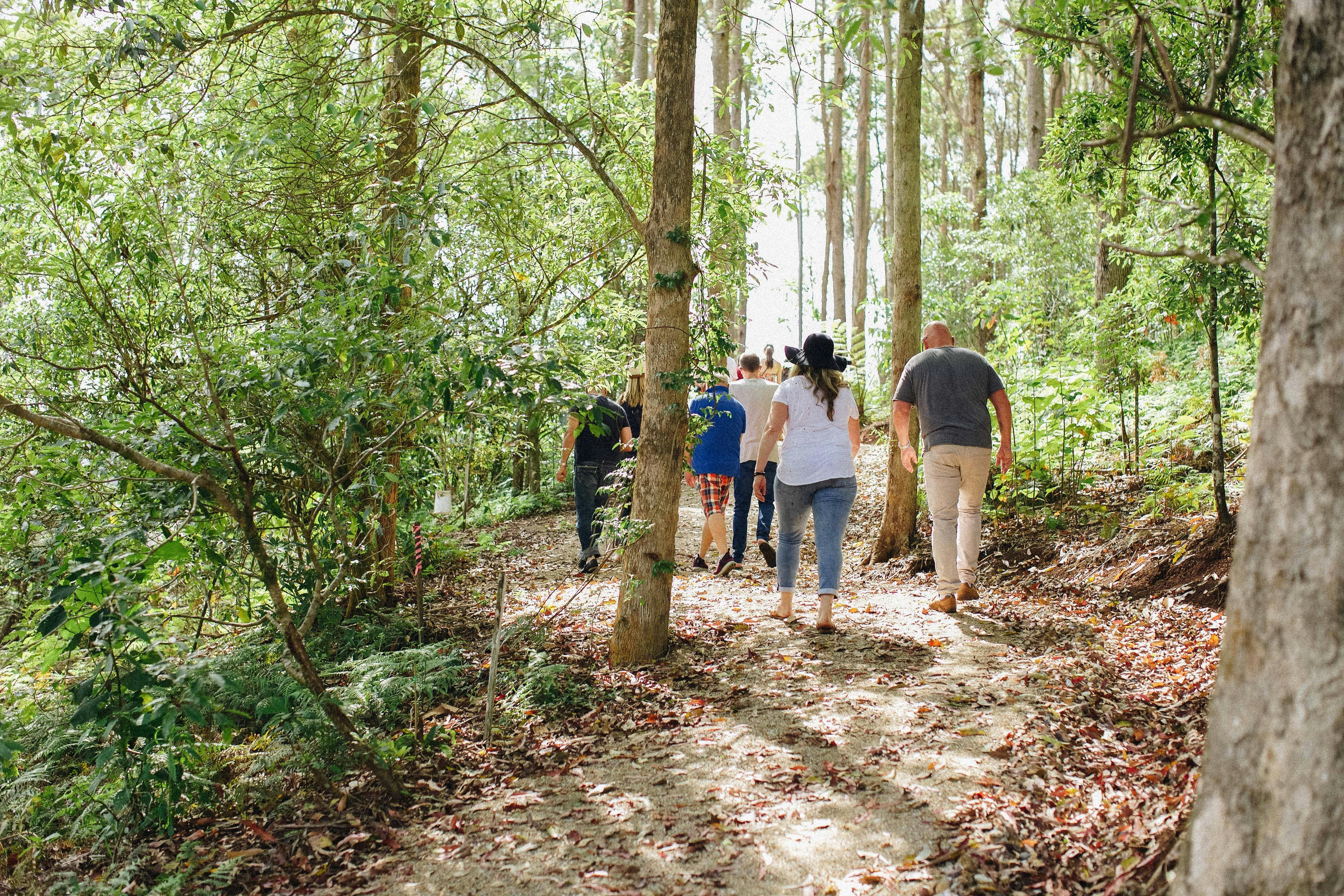 Rainforest walk at Cape Byron Distillery