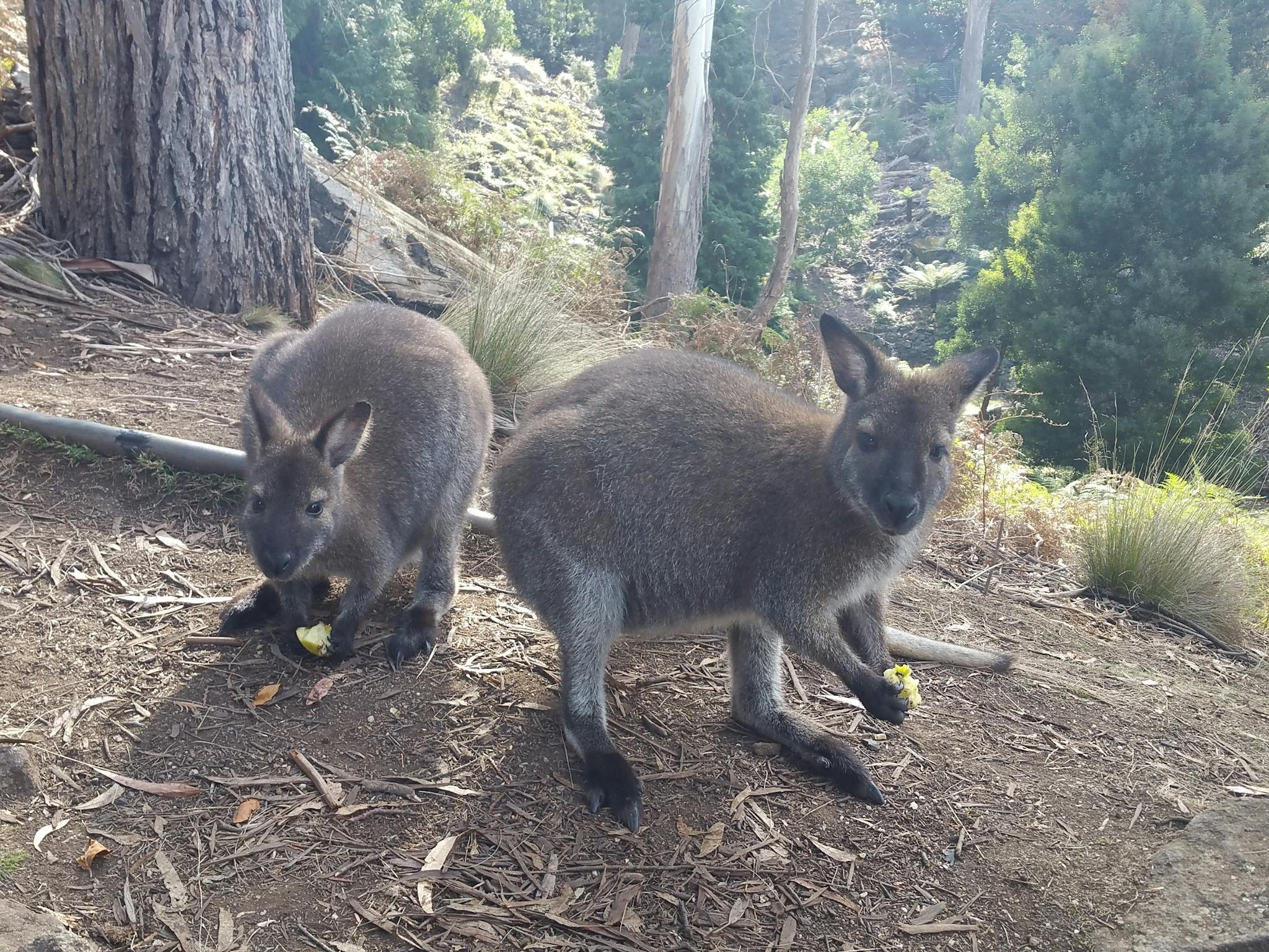Visitors
