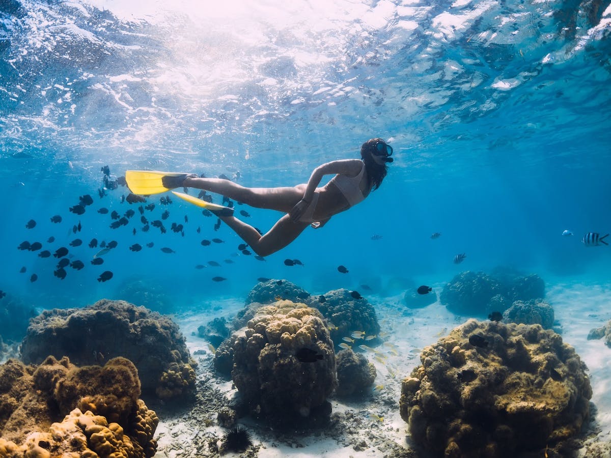 Whitsundays snrokel tours gsl marine