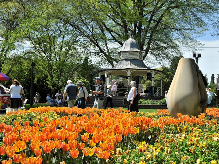 Tulip Time in full bloom