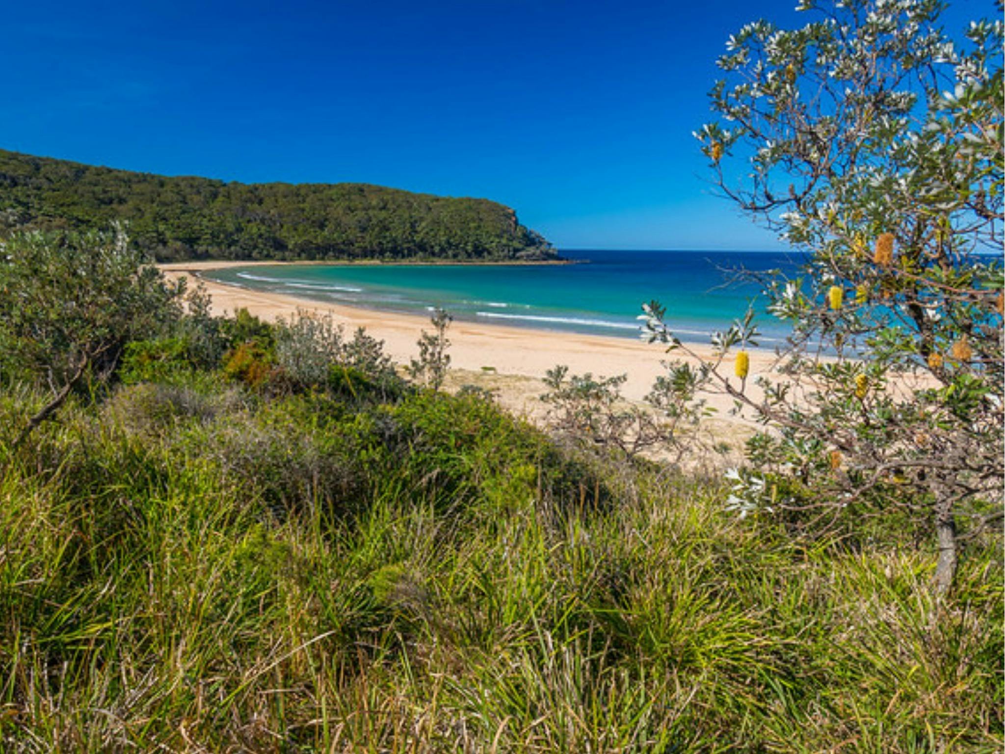 Long curved beach bordered by forest.