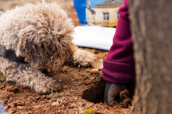 Family Truffle Hunt