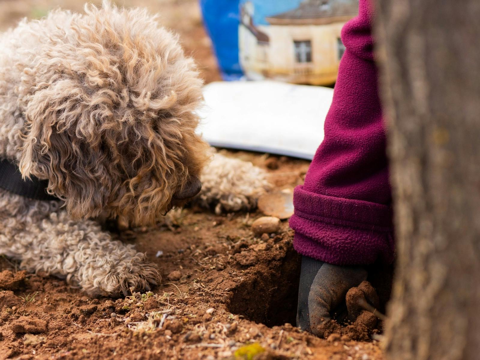 Macenmist Family Friendly Truffle Tasting and Hunt