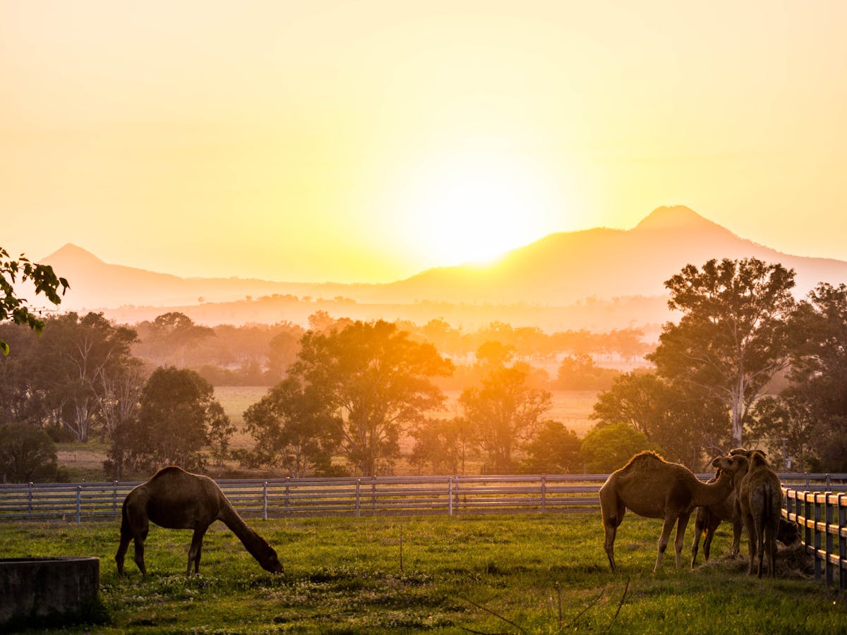 Camel Farm