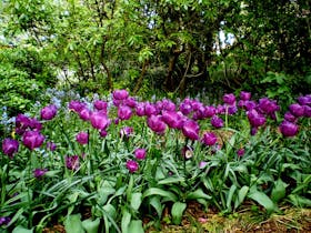 The bright purple tulip bed at Everglades Historic House & Gardens, Leura
