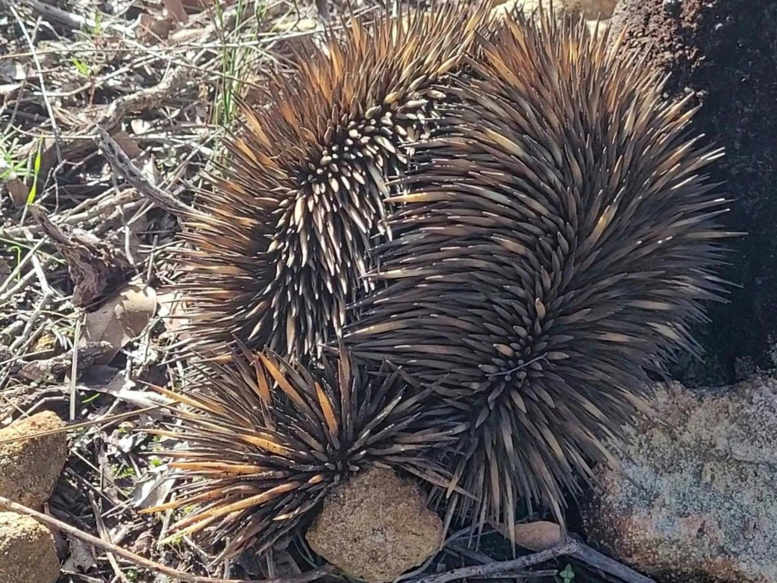 echidna