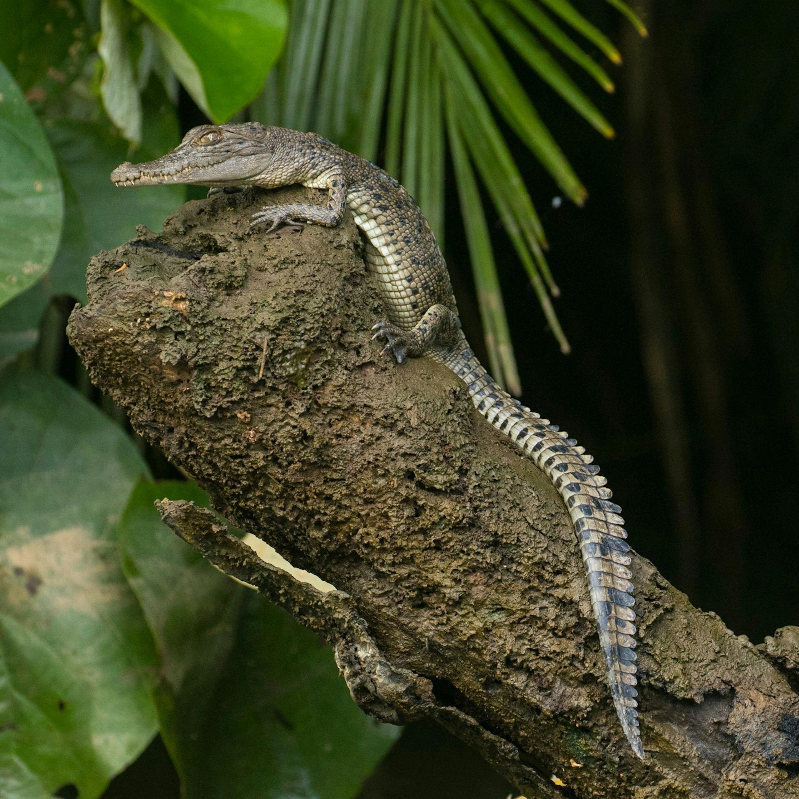 Baby Saltwater Crocodile