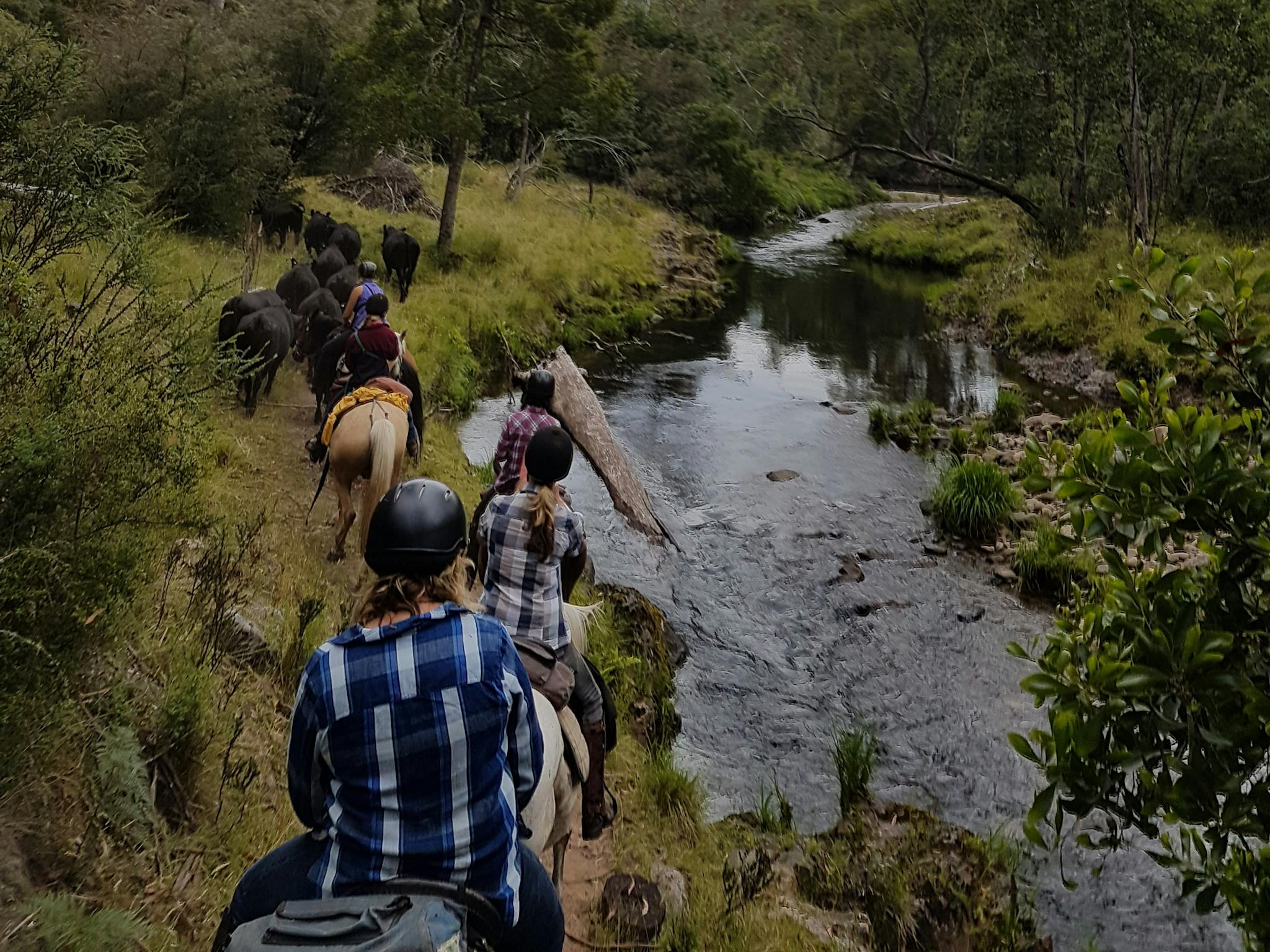 Riders on horseback moving cattle through bush